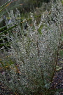 Ozothamnus rosmarinifolius 'Silver Jubilee'